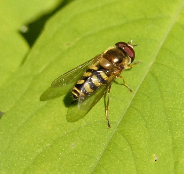 Dasysyrphus?